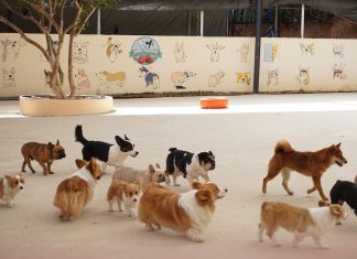 A diverse group of dogs enjoying playtime outdoors at a pet daycare facility.