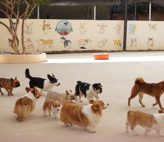 A diverse group of dogs enjoying playtime outdoors at a pet daycare facility.