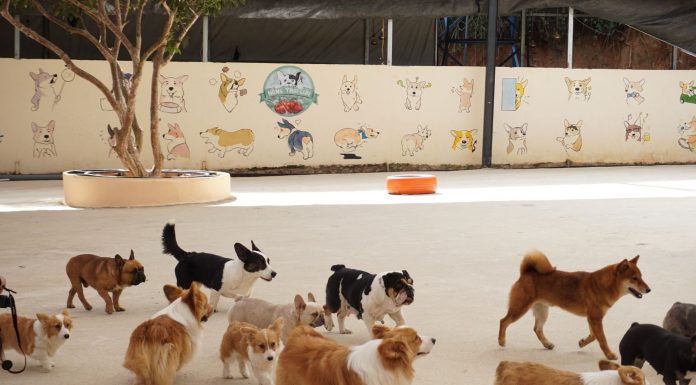 A diverse group of dogs enjoying playtime outdoors at a pet daycare facility.
