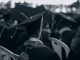 ‘Flunked Out’ of Rutgers, Now Off to Cornell: A Jersey City Success Story Black and white photo of graduates in caps and gowns at a ceremony.