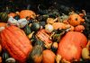 Vibrant assortment of pumpkins and gourds captured in a rustic autumn setting.