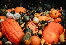 Vibrant assortment of pumpkins and gourds captured in a rustic autumn setting.