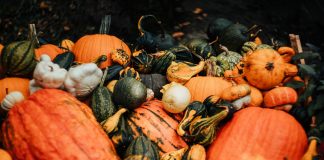 Vibrant assortment of pumpkins and gourds captured in a rustic autumn setting.