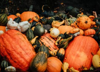 Vibrant assortment of pumpkins and gourds captured in a rustic autumn setting.