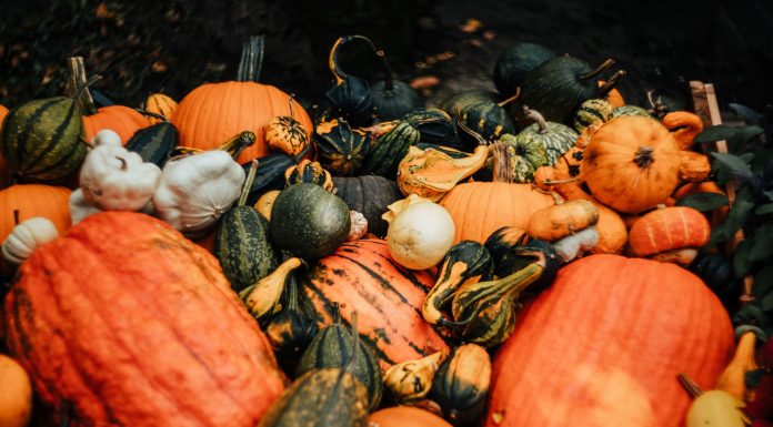 Vibrant assortment of pumpkins and gourds captured in a rustic autumn setting.
