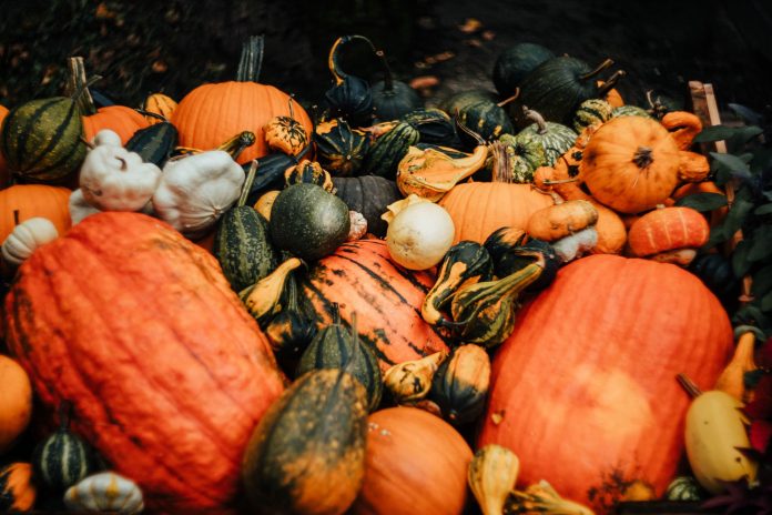 breaking-fall-2026-guide-lists-50-activities-in-je Vibrant assortment of pumpkins and gourds captured in a rustic autumn setting.