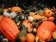 BREAKING: Fall 2026 Guide Lists 50+ Activities in Jersey City Vibrant assortment of pumpkins and gourds captured in a rustic autumn setting.