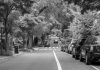 Black and white street scene with parked cars and lush trees lining the road.