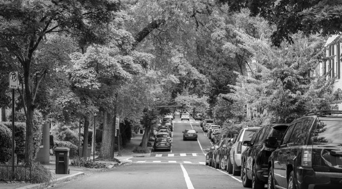 Black and white street scene with parked cars and lush trees lining the road.
