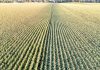 Expansive aerial view of a cornfield in Elgin, Minnesota showcasing neat, parallel rows under daylight.