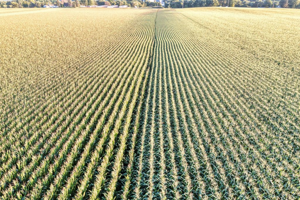 Expansive aerial view of a cornfield in Elgin, Minnesota showcasing neat, parallel rows under daylight.