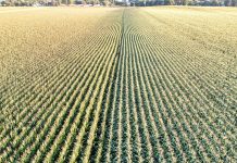 Expansive aerial view of a cornfield in Elgin, Minnesota showcasing neat, parallel rows under daylight.