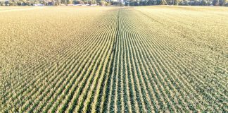 Expansive aerial view of a cornfield in Elgin, Minnesota showcasing neat, parallel rows under daylight.