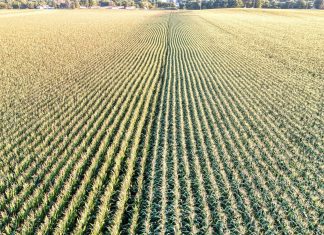 Expansive aerial view of a cornfield in Elgin, Minnesota showcasing neat, parallel rows under daylight.