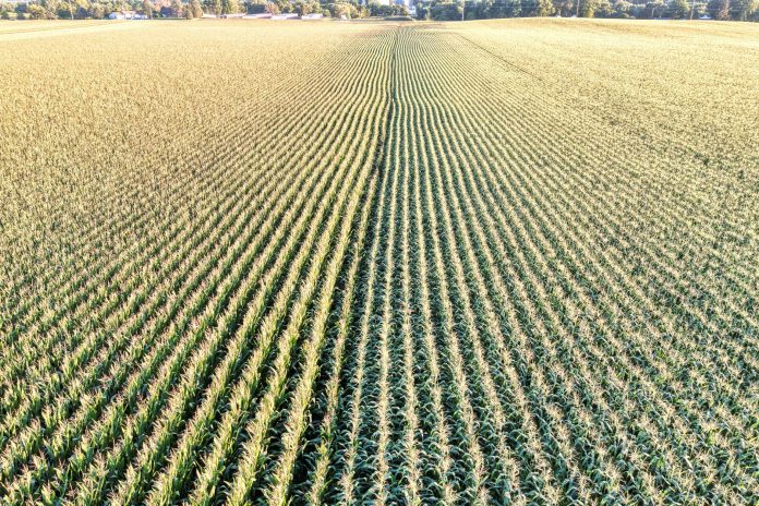 Expansive aerial view of a cornfield in Elgin, Minnesota showcasing neat, parallel rows under daylight.