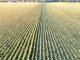 ÚLTIMA HORA: Los mejores laberintos de maíz del norte de Nueva Jersey Expansive aerial view of a cornfield in Elgin, Minnesota showcasing neat, parallel rows under daylight.