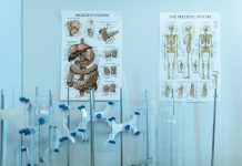 Colorful anatomy posters with laboratory apparatus showcasing human systems.