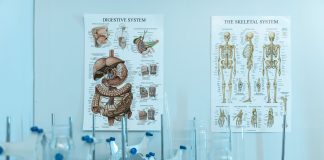 Colorful anatomy posters with laboratory apparatus showcasing human systems.