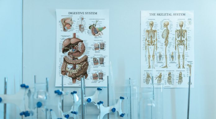Colorful anatomy posters with laboratory apparatus showcasing human systems.