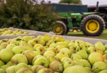 Close-up of green apples in a bin with a tractor in the background. Perfect for agricultural themes.