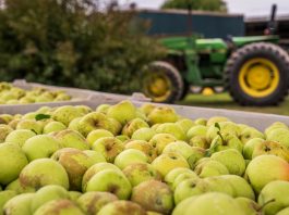 Close-up of green apples in a bin with a tractor in the background. Perfect for agricultural themes.