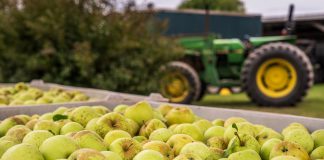 Close-up of green apples in a bin with a tractor in the background. Perfect for agricultural themes.