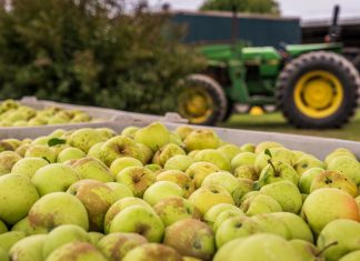Close-up of green apples in a bin with a tractor in the background. Perfect for agricultural themes.