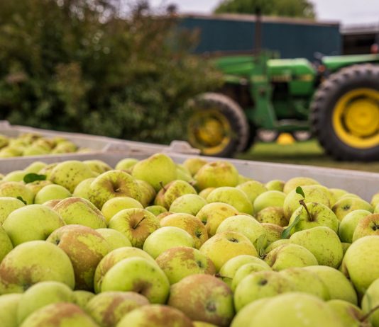 Close-up of green apples in a bin with a tractor in the background. Perfect for agricultural themes.
