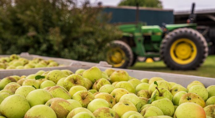 Close-up of green apples in a bin with a tractor in the background. Perfect for agricultural themes.