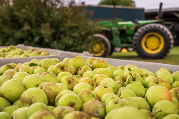 your-fall-farm-guide-apple-and-pumpkin-picking-nea Close-up of green apples in a bin with a tractor in the background. Perfect for agricultural themes.