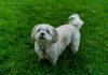 Cute white dog playing on lush green grass in a garden setting.
