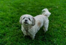 A Nine-Month-Old Pup With a Bum Leg And a Big Heart Needs a Jersey City Family Cute white dog playing on lush green grass in a garden setting.