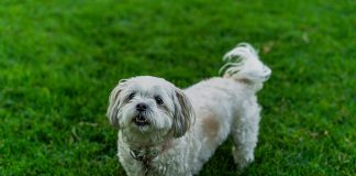 Cute white dog playing on lush green grass in a garden setting.