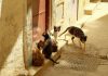 A group of stray cats gather in the sunny alleys of Fes, Morocco.