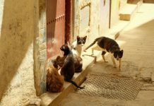 A group of stray cats gather in the sunny alleys of Fes, Morocco.