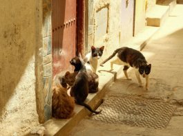 A group of stray cats gather in the sunny alleys of Fes, Morocco.