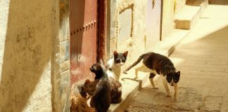A group of stray cats gather in the sunny alleys of Fes, Morocco.