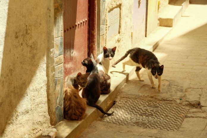 A group of stray cats gather in the sunny alleys of Fes, Morocco.