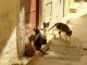A group of stray cats gather in the sunny alleys of Fes, Morocco.