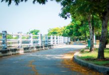 Peaceful walkway through vibrant green trees in summer, ideal for scenic strolls and relaxation.