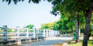 Peaceful walkway through vibrant green trees in summer, ideal for scenic strolls and relaxation.