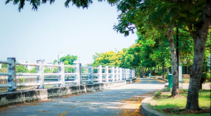 Jersey City Council Weighs $1.2M Pocket Park Purchase in Ward C Peaceful walkway through vibrant green trees in summer, ideal for scenic strolls and relaxation.