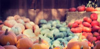 A vibrant collection of pumpkins and squash at an outdoor market, ideal for fall themes.