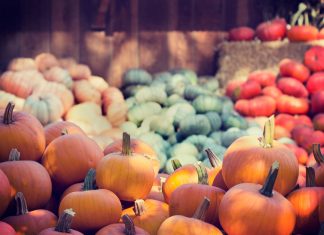 A vibrant collection of pumpkins and squash at an outdoor market, ideal for fall themes.