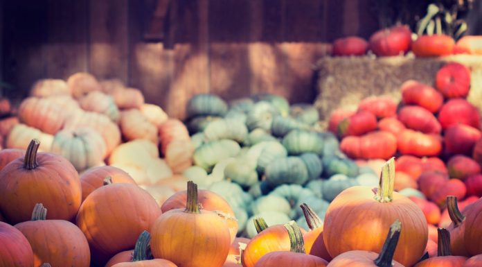 A vibrant collection of pumpkins and squash at an outdoor market, ideal for fall themes.